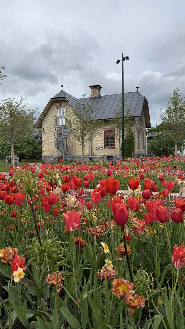 Red tulips in front of a Swedish villa